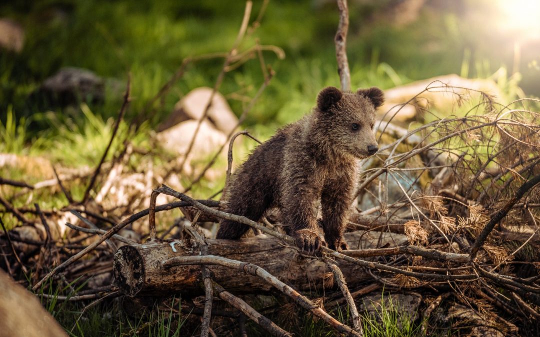 Parfois des ours